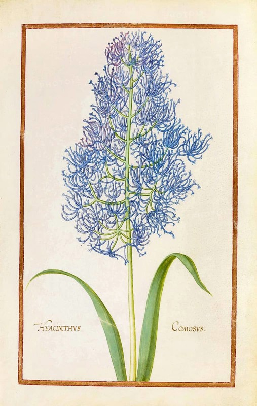 Hyacinth, historical, digitally enhanced reproduction from Theatrum florae (1624) by Daniel Rabel (1578 - 1637)