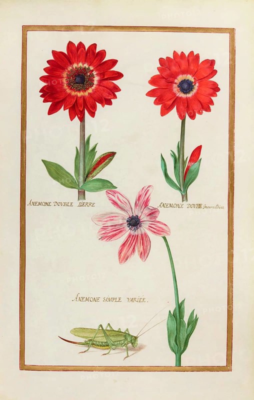 Anemone double and simple, historical, digitally enhanced reproduction from Theatrum florae (1624) by Daniel Rabel (1578 - 1637)