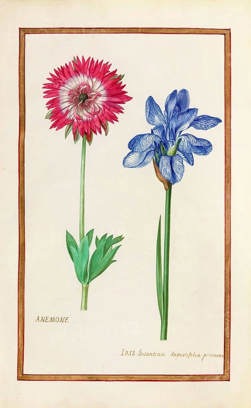 Anemone and iris, historical, digitally enhanced reproduction from Theatrum florae (1624) by Daniel Rabel (1578 - 1637)