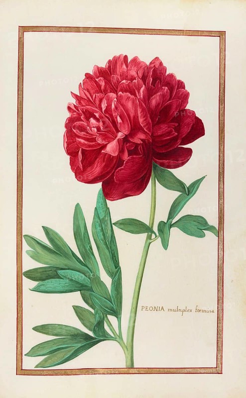 Peonia multiplex, Peony, historical, digitally enhanced reproduction from Theatrum florae (1624) by Daniel Rabel (1578 - 1637)