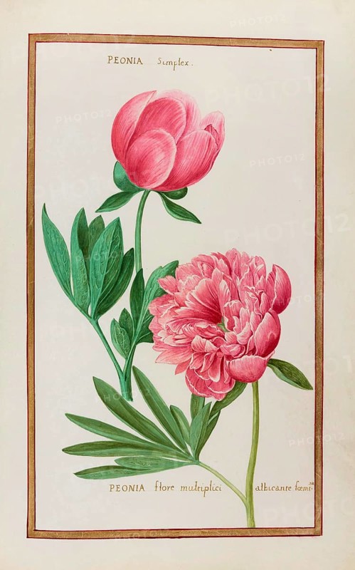 Peonia simplex, Peonia flore multiplici, Peony, Historical, digitally enhanced reproduction from Theatrum florae (1624) by Daniel Rabel (1578 - 1637)