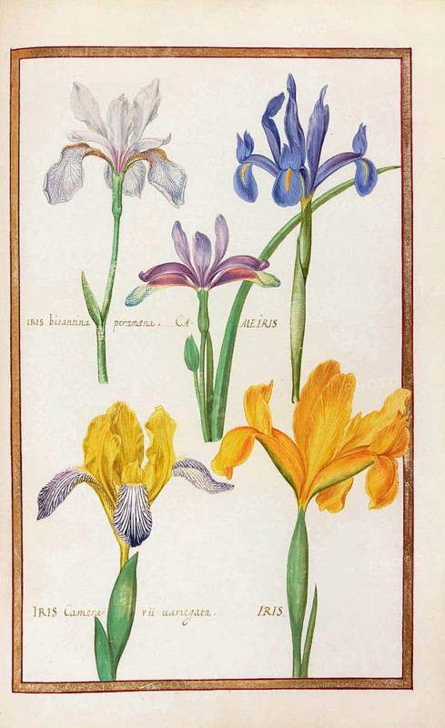 Iris, iris, historical, digitally enhanced reproduction from Theatrum florae (1624) by Daniel Rabel (1578 - 1637)