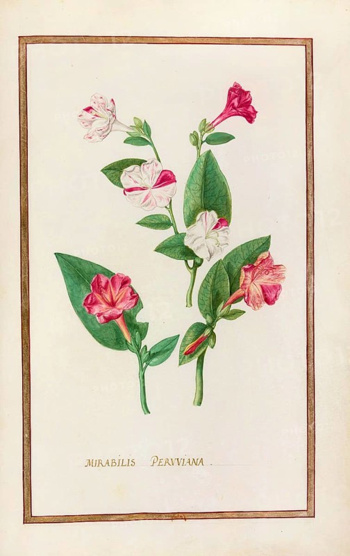 Mirabelis peruviana, Mirabilis jalapa, miracle flower or four o'clock flower, historical, digitally enhanced reproduction from Theatrum florae (1624) by Daniel Rabel (1578 - 1637)