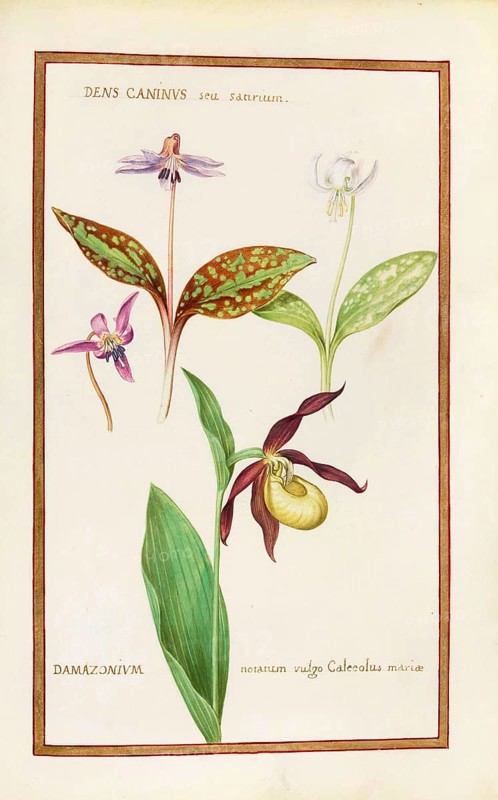 Orchid Venus Slipper, Damazonium and Dens caninus, Historical, digitally enhanced reproduction from Theatrum florae (1624) by Daniel Rabel (1578 - 1637)