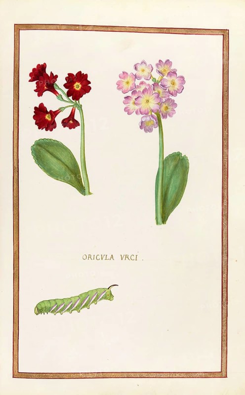 Primula vulgaris, Oricula urci, Historical, digitally enhanced reproduction from Theatrum florae (1624) by Daniel Rabel (1578 - 1637)