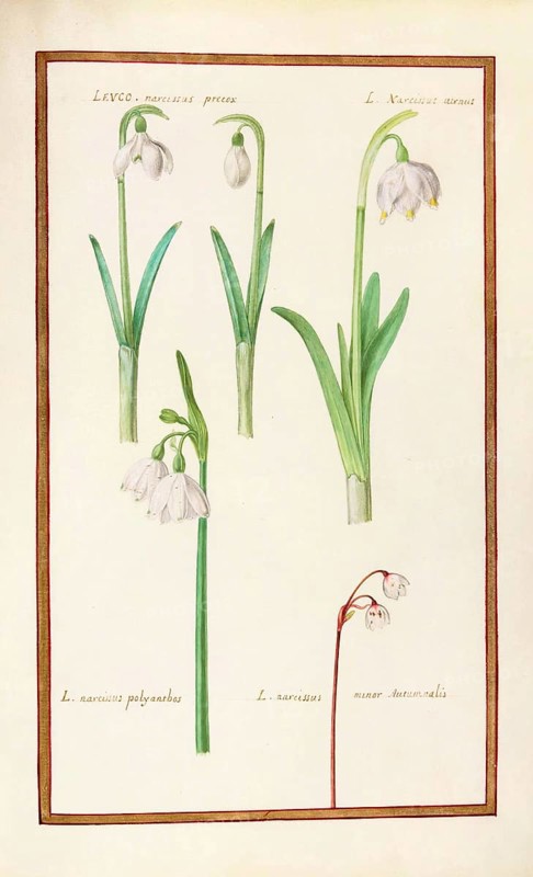 Daffodils, Levco narcissus, historical, digitally enhanced reproduction from Theatrum florae (1624) by Daniel Rabel (1578 - 1637)