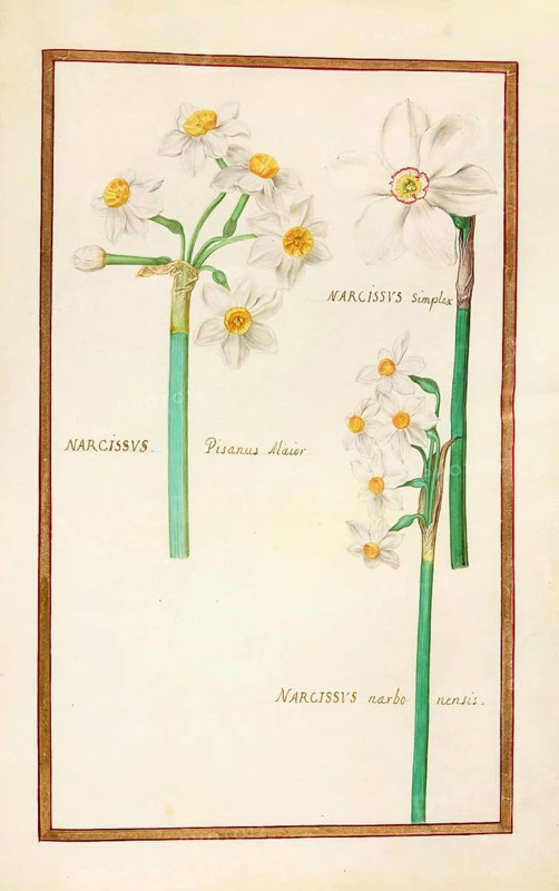 Narcissus, Narcissus simplex, pisanus, historical, digitally enhanced reproduction from Theatrum florae (1624) by Daniel Rabel (1578 - 1637)