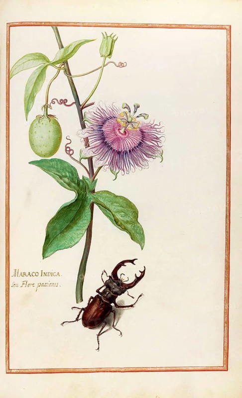 Maraco indica, Passiflora indica, Passion flower, Historical, digitally enhanced reproduction from Theatrum florae (1624) by Daniel Rabel (1578 - 1637)