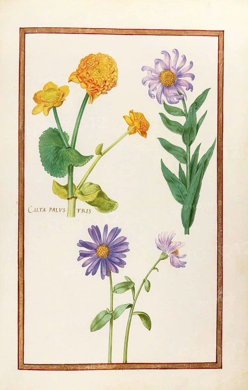 Calta palustris, marsh marigold, historical, digitally enhanced reproduction from Theatrum florae (1624) by Daniel Rabel (1578 - 1637)