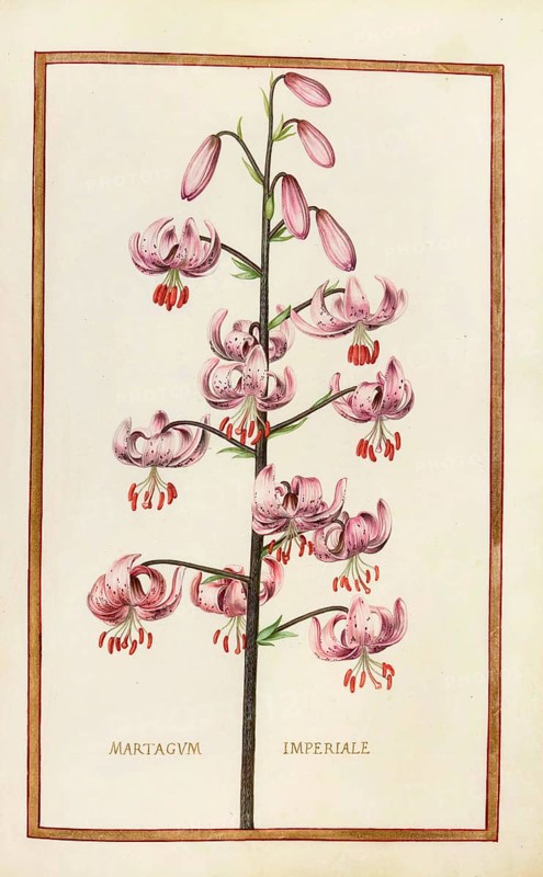 Martagum imperiale, Turkish League or Martagon Lily, Historical, digitally enhanced reproduction from Theatrum florae (1624) by Daniel Rabel (1578 - 1637)