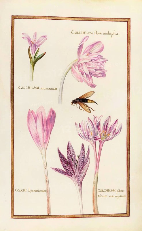 Colchicum montanum, Berg-Zeitlose, flore multiplici, bysantinum, panonicum, Herbstzeitlose, Historical, digitally enhanced reproduction from Theatrum florae (1624) by Daniel Rabel (1578 - 1637)
