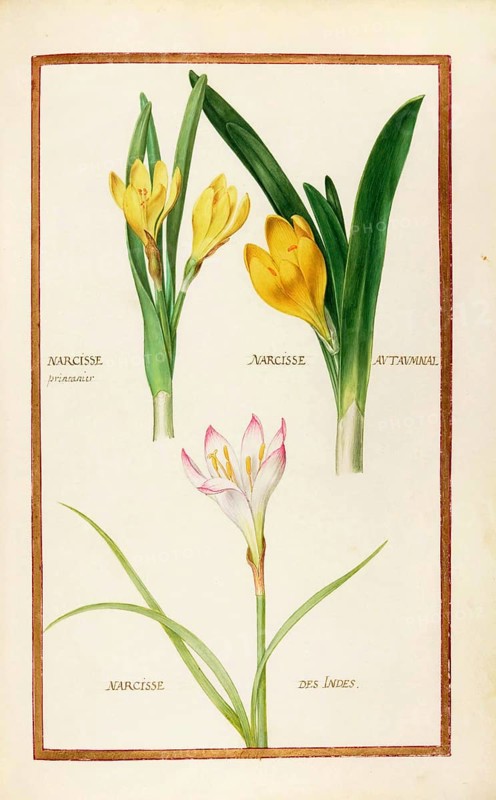 Narcisse printanier, Narcisse autaumnal and Narcisse des Indes, Narcissus, Historical, digitally enhanced reproduction from Theatrum florae (1624) by Daniel Rabel (1578 - 1637)