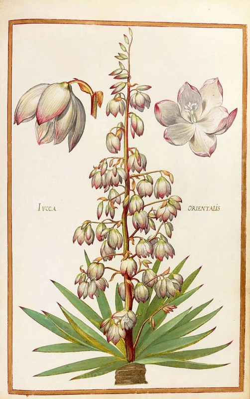 Yucca orientalis, palm lily or yucca, historical, digitally enhanced reproduction from Theatrum florae (1624) by Daniel Rabel (1578 - 1637)