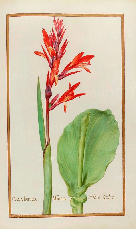 Canna indica, Pretoria Canna Lily, also known as Edible Canna, Achira or Kapacho, Australian arrowroot, Historical, digitally enhanced reproduction from Theatrum florae (1624) by Daniel Rabel (1578 - 1637)