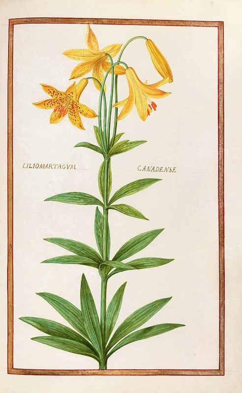 Liliomartagual canadense, Canada lily, also known as Canadian water lily or yellow lily, Lilium canadense, Historical, digitally enhanced reproduction from Theatrum florae (1624) by Daniel Rabel (1578 - 1637)