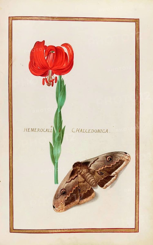 Hemerocallis chalcedonica, daylily, historical, digitally enhanced reproduction from Theatrum florae (1624) by Daniel Rabel (1578 - 1637)