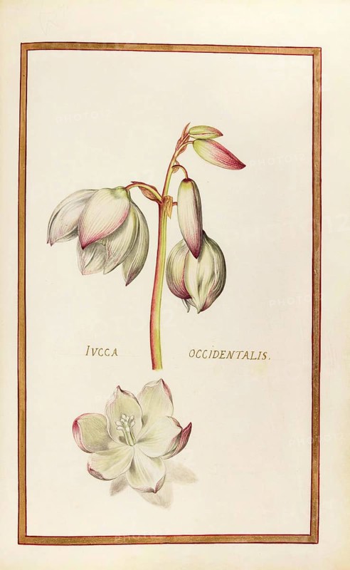Yucca oxxidentalis, palm lily, historical, digitally enhanced reproduction from Theatrum florae (1624) by Daniel Rabel (1578 - 1637)