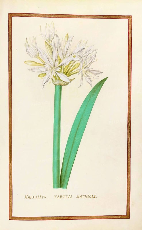 Daffodils, Narcissus tertius, historical, digitally enhanced reproduction from Theatrum florae (1624) by Daniel Rabel (1578 - 1637)