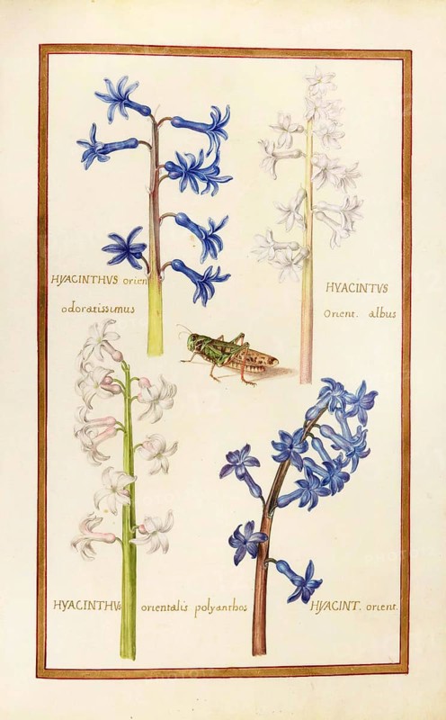 Hyacinthus indicus, Hyacinthus orientalis, garden hyacinth, historical, digitally enhanced reproduction from Theatrum florae (1624) by Daniel Rabel (1578 - 1637)