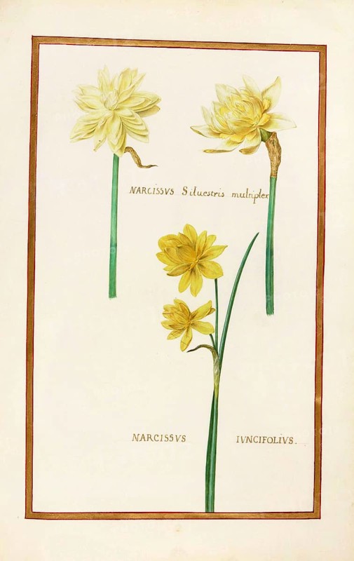 Narcissus, Narcissus, historical, digitally enhanced reproduction from Theatrum florae (1624) by Daniel Rabel (1578 - 1637)