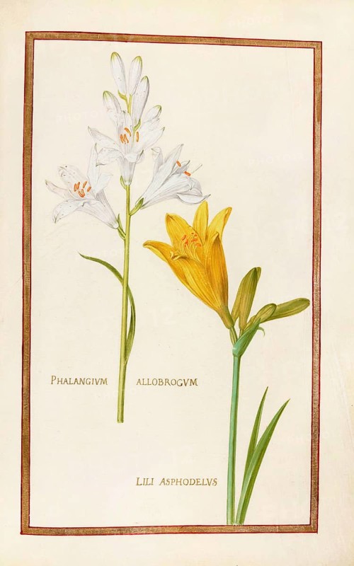 Phalangium allobrogum and Lili asphodelus, yellow daylily, Historical, digitally enhanced reproduction from Theatrum florae (1624) by Daniel Rabel (1578 - 1637)