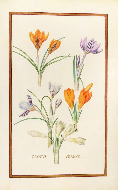 Crocus vernus, spring crocus, historical, digitally enhanced reproduction from Theatrum florae (1624) by Daniel Rabel (1578 - 1637)