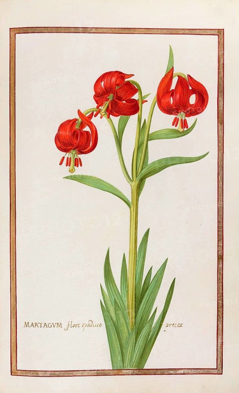 Martagum flore spadieoprecox, Turkish League, Historical, digitally enhanced reproduction from Theatrum florae (1624) by Daniel Rabel (1578 - 1637)