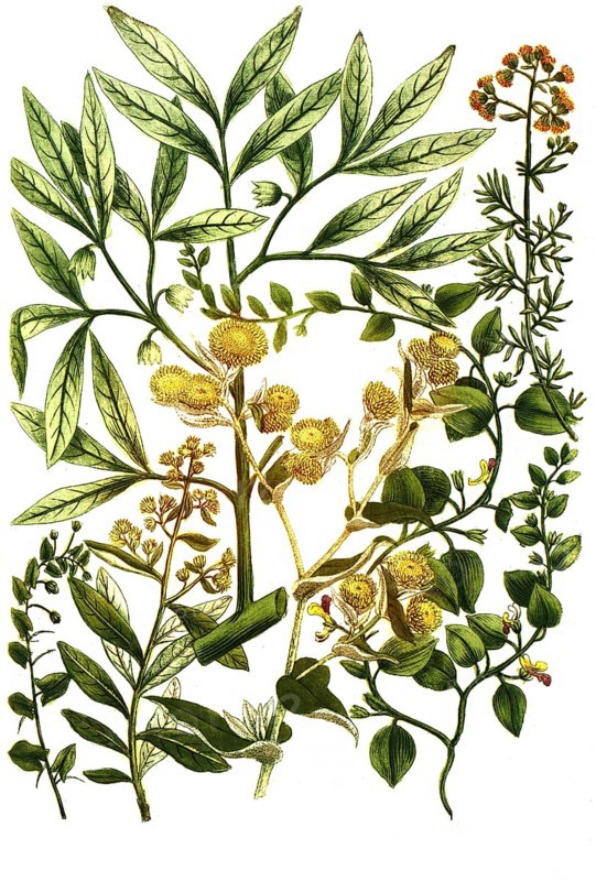 A. Elatine folio subrotundo, b. Elatine folio anguloso, c. Elemifera es qua gumini, Elemi, d. Elychrysum africanum, e. Calomeria, Elychrysum africanum multiflorum, f. Elychrysum africanum foeditissinum, Historical, digitally restored reproduction from a 19th century original