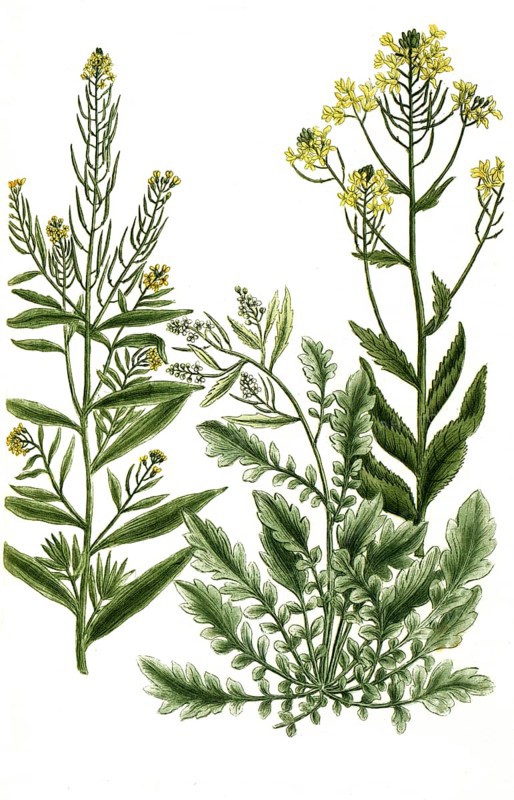 Various species of rocket, a. Eruca sativa, b. Eruca sylvestris latifolia, c. Eruca sylvestris angustifolia, Historical, digitally restored reproduction from a 19th century original
