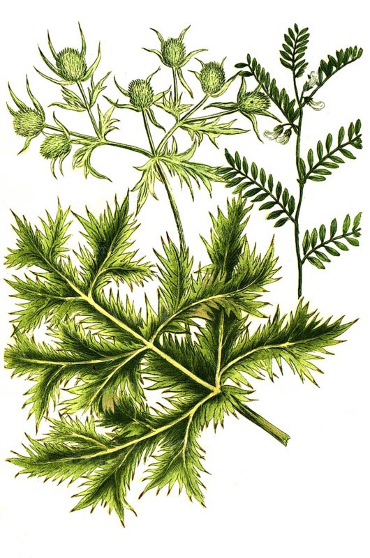 Ervum semine and Eryngium vulgare, Man's Thistle, Historic, digitally restored reproduction from a 19th century original