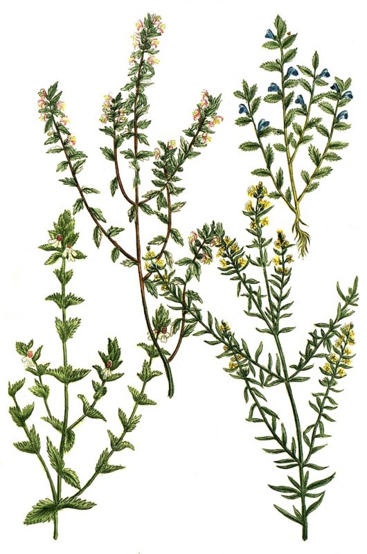 Eyebright, Euphrasia officinarum, coerulea, purpurea, lutea, Historical, digitally restored reproduction from a 19th century original
