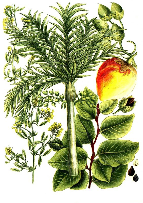 A. Fagus fau, beech, b. Falcata sylvestris, betel nut palm, c. Falcata altera, shag syn areca vel pinang, areca palm, Historical, digitally restored reproduction from a 19th century original