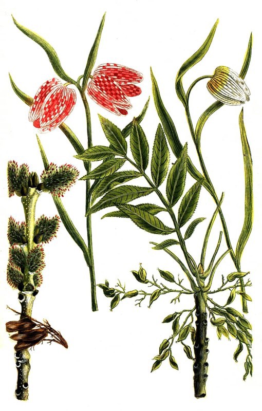 A. Fraxinus, ash, b. Fritillaria alba, chessboard flower, c. Chess flower, Fritillaria meleagris, Historic, digitally restored reproduction from a 19th century original
