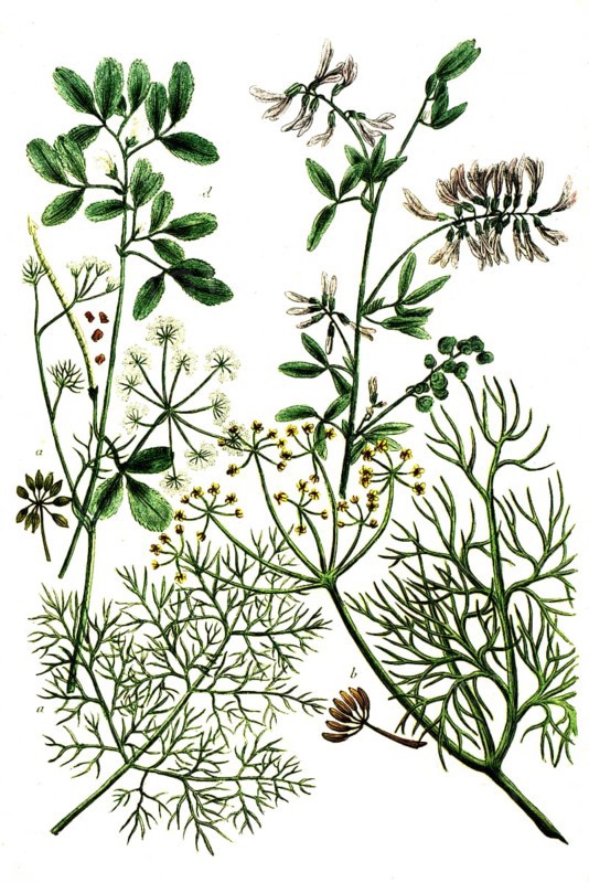 A. Foeniculum commune, fennel, b. Foeniculum vulgare var. dulce, spice fennel, c. Foenum burgundiense, sickle clover, d. Foenum graecum, fenugreek, Historical, digitally restored reproduction from a 19th century original
