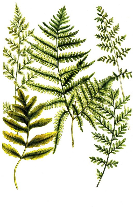 A. Filix fontana minor, Fougiere, Brunn fern, b. Filix ramosa major, Fougiere femelle, Fern, c. Filix indica polypodii facie, d. Filix silvestris foliis elegantissime dentatis, e. Filix minor foemina vulgaris dentata, Historic, digitally restored reproduction from a 19th century original