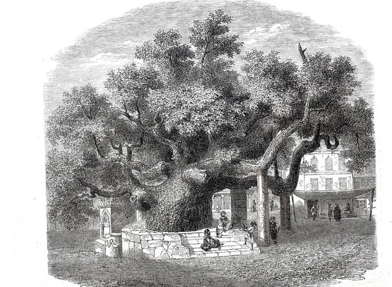 The old plane tree of Hippocrates, Platanus orientalis, on the large square of the island of Kos, supposedly over 2400 years old, here around 1860, Greece, Historical, digitally enhanced reproduction from an original around 1860
