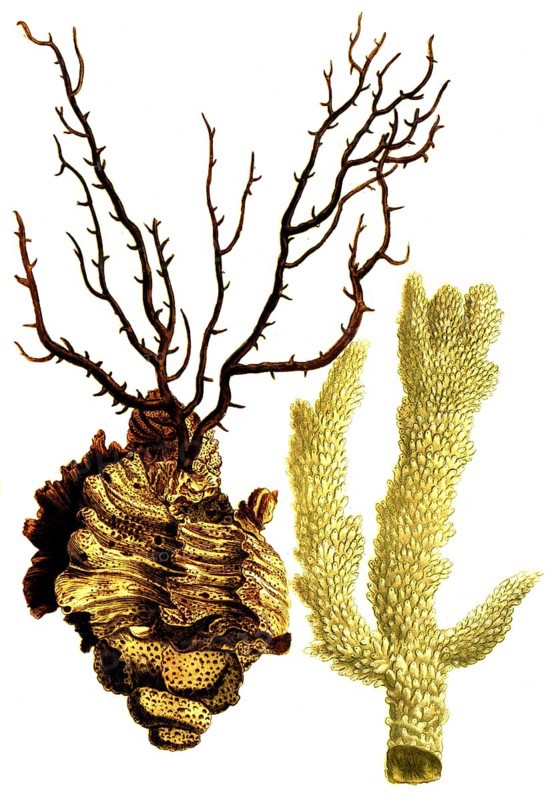Various species of coral, Corallina spinosa supra purpura, albi lapidosa, Historical, digitally restored reproduction from a 19th century original