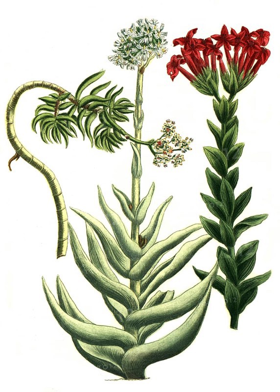 Cotyledon is a genus of the family Cotyledonaceae, here cotyledon africanum, perfoliatum, majus arborescens, Historic, digitally restored reproduction from a 19th century original