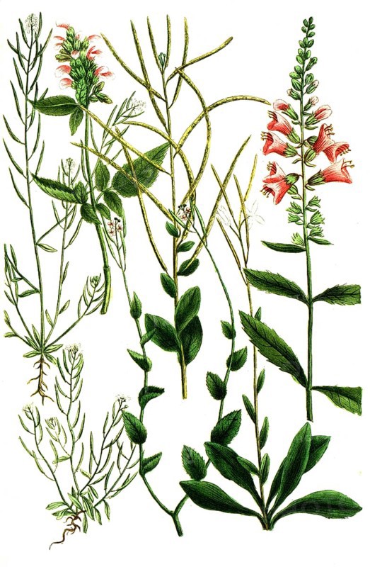 A. Draba alba magnoflore, Turkish cress, b. Draba alba siliquosa, c. Draba siliquosa major, d. Draba latifolia, e. Draba siliquosa arvensis, f. Dragon's head, Dracocephalon americanum persici, g. Dracocephalon affinis americana trifoliata, Historical, digitally restored reproduction from a 19th century model