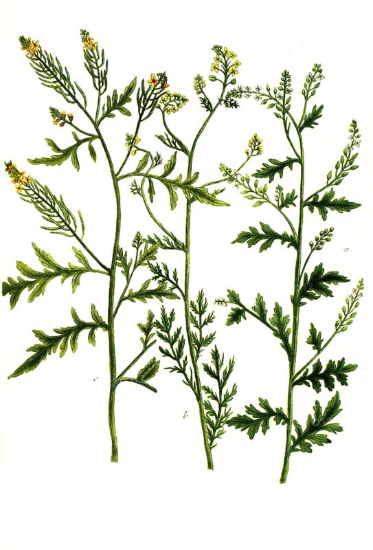Eruca sylvestris flore albo, White mustard and Eruca palustris lutea, Historical, digitally restored reproduction from a 19th century original