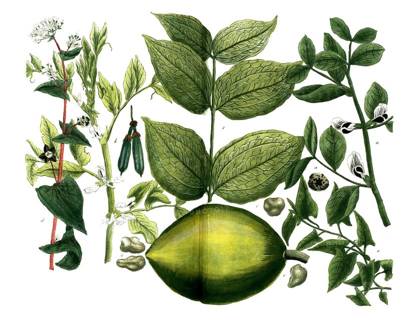 A. Faba major, bean, b. Faba minor, horse bean, c. Faba St. Ignatii, fever bean, d. Fagopyrum minus, heather grain, e. Fagobyrum syn Frumentum saracenicum, buckwheat, Historic, digitally restored reproduction from a 19th century original