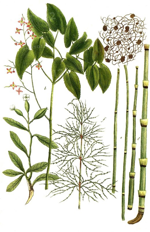 A. Epidendron africanum, b. Epimedium herba, elfflower herb, c. Epithymum, d. Equisetum palustre, marsh horsetail, e. Equisetum palustre minus, f. Equisetum sylvaticum, forest horsetail, Historical, digitally restored reproduction from a 19th century original