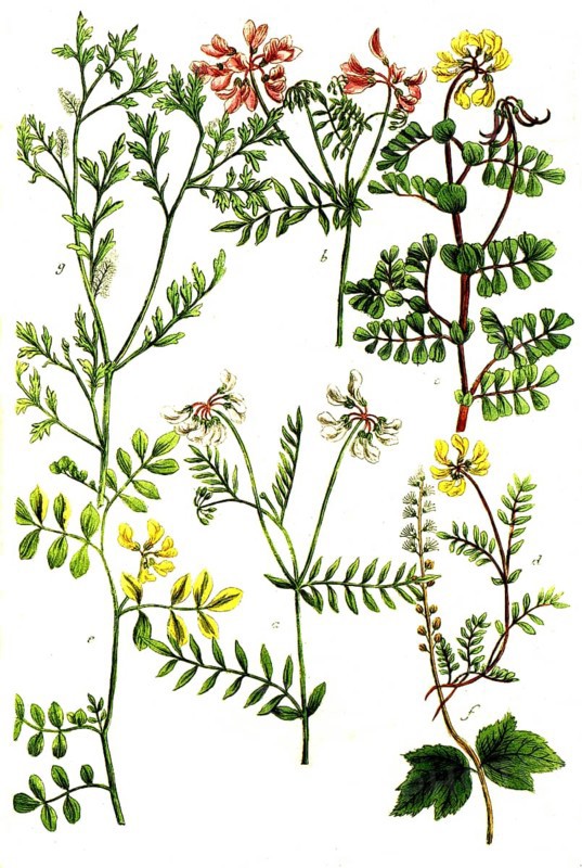 A. Coronilla, hatchet weed, b. Coronilla flore vario, bird vetch, c. Coronilla matitima, d. Coronilla montana, mountain vetch, e. Coronilla indica, f. Cortusa americana, g. Coronopus, crow's foot, historical, digitally restored reproduction from a 19th century original