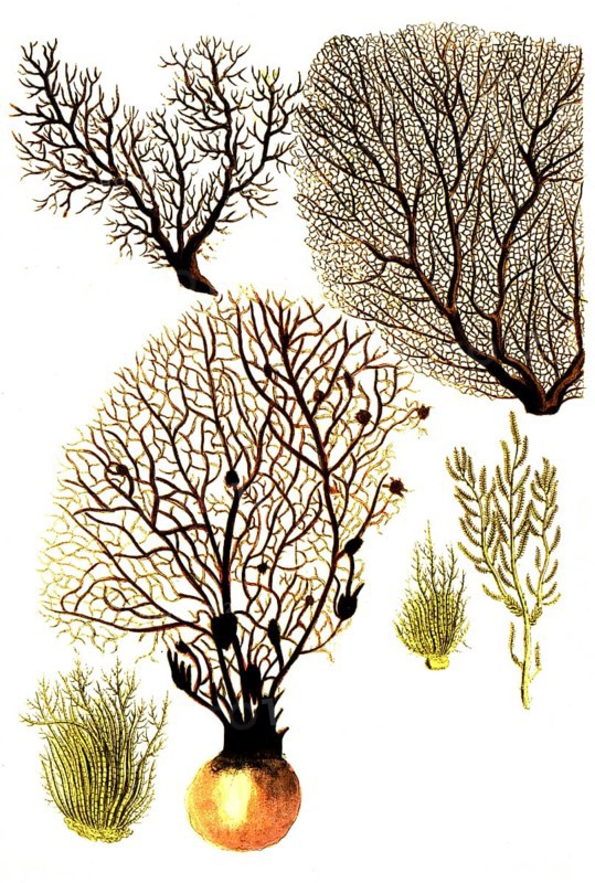 Corallina, various types of coral, historical, digitally restored reproduction from a 19th century model