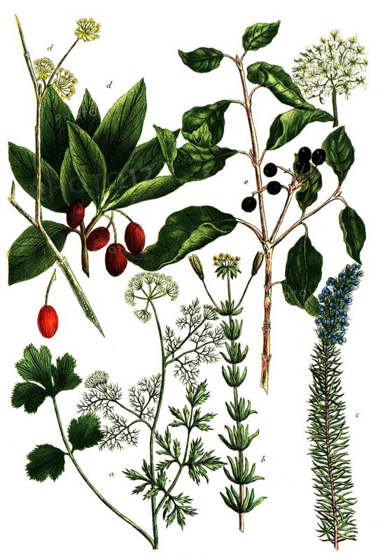 A. Coriandrum, coriander, b. Coris lutea, c. Coris coerulea, d. Cornus mas, cornelian cherry, e. Cornus foemina, stiff dogwood and marsh dogwood, Historic, digitally restored reproduction from a 19th century original