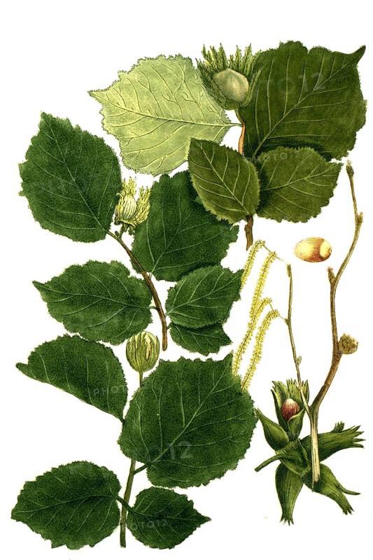 Different varieties of hazel, hazelnut, Corylus sativa, hortensis, sylvestris, Historical, digitally restored reproduction from a 19th century original