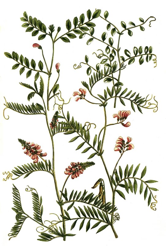 A. Gracca bengalensis hirsuta, b. Gracca piso sylvestris, c. Gracca sylvatica, 4. Gracaa repens maxima flore rubro, Historic, digitally restored reproduction from a 19th century original