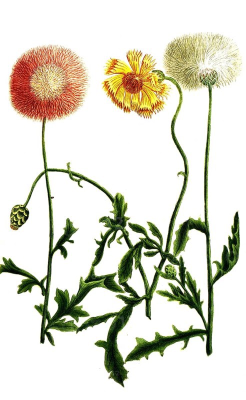 Variations of the cornflower, a. Cyanus orientalis flore purpureo, b. Cyanus odoratus major flore albo, c. Cyanus turcicus flore luteo odorato, Historic, digitally restored reproduction from a 19th century original