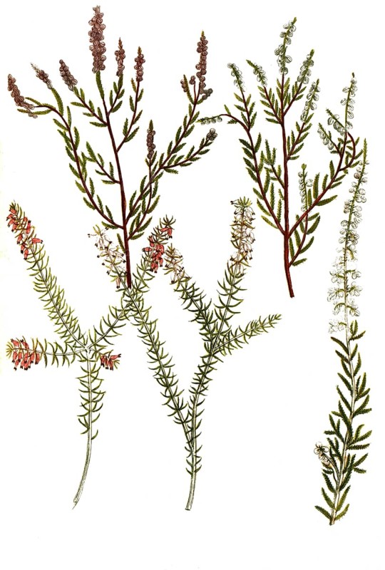 A. Erica vulgaris, broom heather, b. Erica vulgaris rubra, c. Erica folio myricae flore albo, d. Erica junipero flore carneo, e. Erica junipero flore rubro, juniper heather, Historic, digitally restored reproduction from a 19th century original