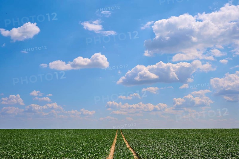 Wide sugar beet field with plants under blue sky and scattered clouds, a path leads into the distance, Hausen, Würzburg district, Mainfranken, Bavaria, Germany